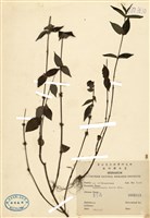 藏品(紅骨藤)的圖片